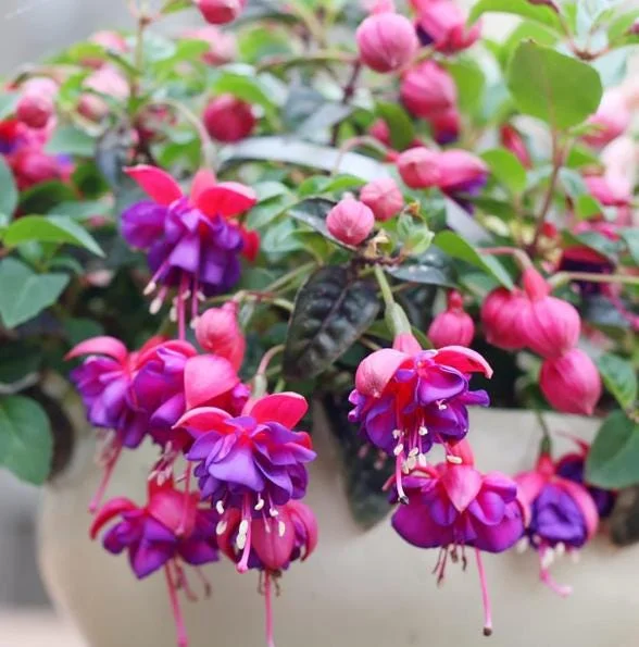Red Purple Fuchsia Live Plant - Hardy Trailing Flower for Hanging Baskets, 4-6 Inch Tall Red Purple Fuchsia Live Plant - Hardy Trailing Flower for Hanging Baskets, 4-6 Inch Tall - Image 6
