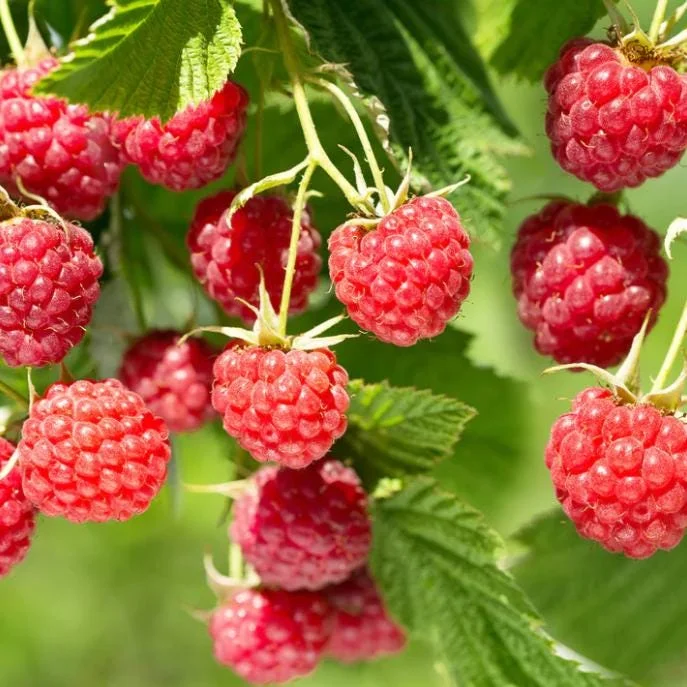 Red Raspberry Live Plant - 1-4 inch Tall Rubus idaeus - 2 inch Pot Edible Berry Bush Red Raspberry Live Plant - 1-4 inch Tall Rubus idaeus - 2 inch Pot Edible Berry Bush - Image 2