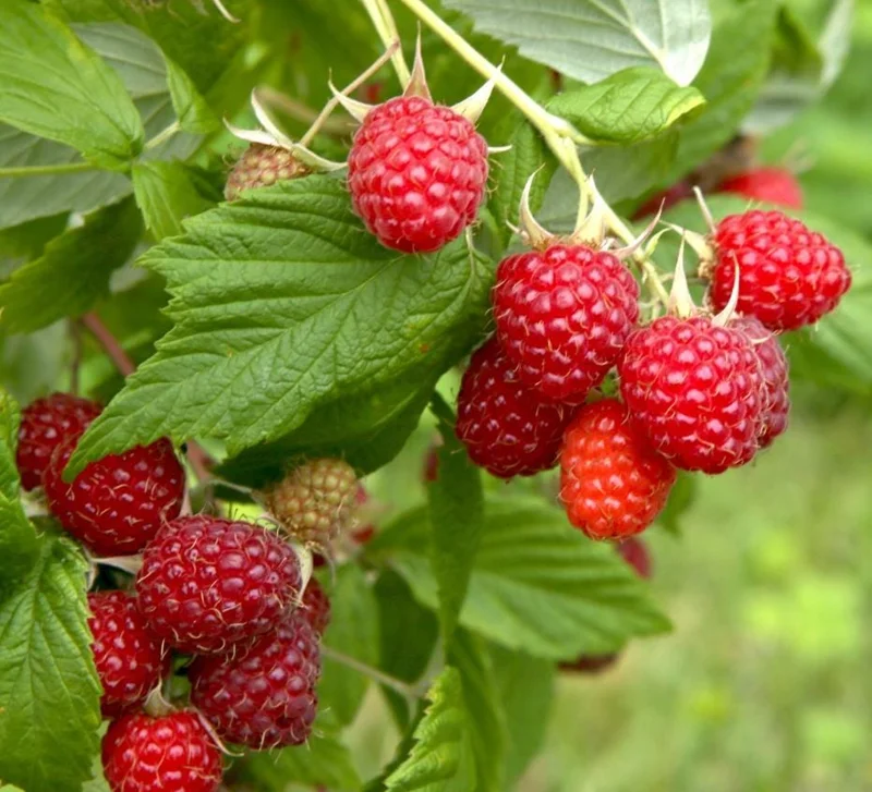 Red Raspberry Live Plant - 1-4 inch Tall Rubus idaeus - 2 inch Pot Edible Berry Bush Red Raspberry Live Plant - 1-4 inch Tall Rubus idaeus - 2 inch Pot Edible Berry Bush - Image 3