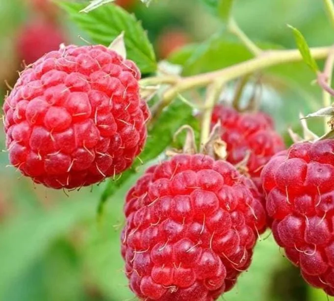 Red Raspberry Live Plant - 1-4 inch Tall Rubus idaeus - 2 inch Pot Edible Berry Bush Red Raspberry Live Plant - 1-4 inch Tall Rubus idaeus - 2 inch Pot Edible Berry Bush - Image 4