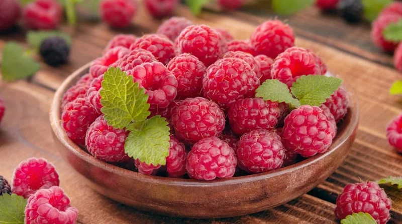 Red Raspberry Live Plant - 1-4 inch Tall Rubus idaeus - 2 inch Pot Edible Berry Bush Red Raspberry Live Plant - 1-4 inch Tall Rubus idaeus - 2 inch Pot Edible Berry Bush - Image 5