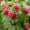 Red Raspberry Live Plant - 1-4 inch Tall Rubus idaeus - 2 inch Pot Edible Berry Bush - Image 1