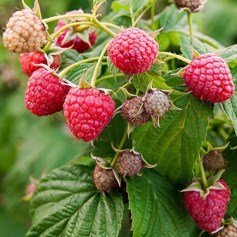 Red Raspberry Live Plant - 1-4 inch Tall Rubus idaeus - 2 inch Pot Edible Berry Bush Red Raspberry Live Plant - 1-4 inch Tall Rubus idaeus - 2 inch Pot Edible Berry Bush - Image 1