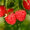 Red Raspberry Live Plant - 5 to 10 Inch Tall Dormant Starter Bush for Sweet Berries - Image 1