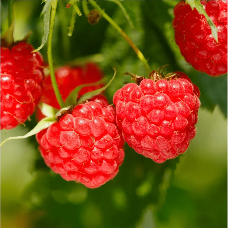 Red Raspberry Live Plant - 5 to 10 Inch Tall Dormant Starter Bush for Sweet Berries - Image 1