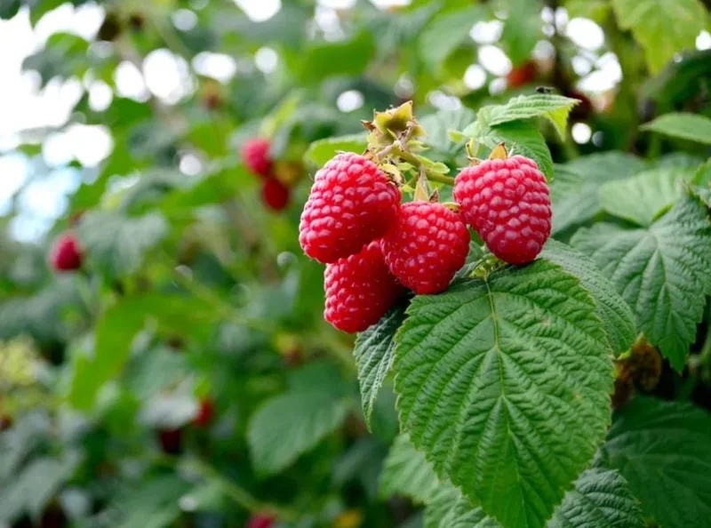 Red Raspberry Live Plant (Rubus idaeus) – 5-Inch Pot – High-Yielding Berry Red Raspberry Live Plant (Rubus idaeus) – 5-Inch Pot – High-Yielding Berry - Image 2