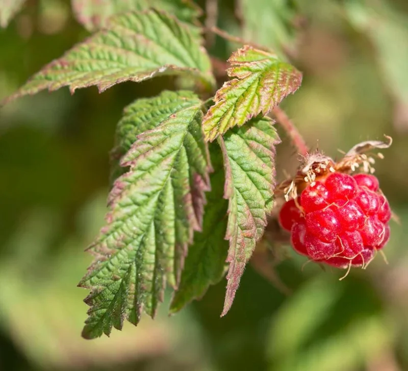 Red Raspberry Live Plant (Rubus idaeus) – 5-Inch Pot – High-Yielding Berry Red Raspberry Live Plant (Rubus idaeus) – 5-Inch Pot – High-Yielding Berry - Image 4