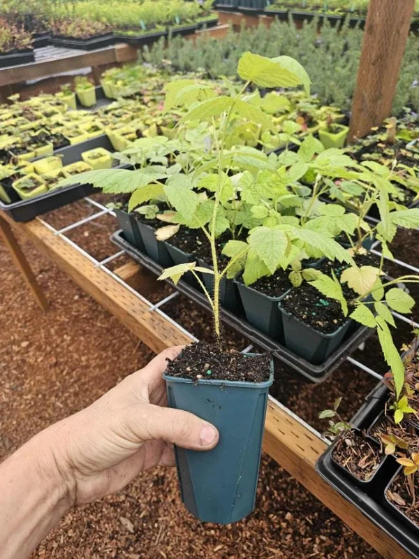 Red Raspberry Live Plant (Rubus idaeus) – 5-Inch Pot – High-Yielding Sweet Berries for Gardens & Containers Red Raspberry Live Plant (Rubus idaeus) – 5-Inch Pot – High-Yielding Sweet Berries for Gardens & Containers - Image 6