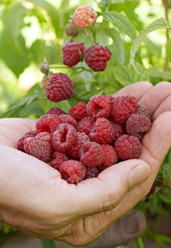 Red Raspberry Live Plant (Rubus idaeus) – 5-Inch Pot – High-Yielding Sweet Berries for Gardens & Containers Red Raspberry Live Plant (Rubus idaeus) – 5-Inch Pot – High-Yielding Sweet Berries for Gardens & Containers - Image 7
