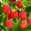 Red Raspberry Live Plant (Rubus idaeus) – 5-Inch Pot – High-Yielding Sweet Berries for Gardens & Containers - Image 1