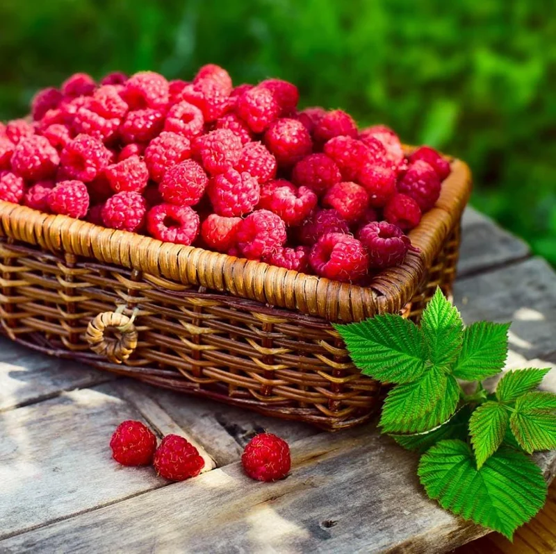 Red Raspberry Live Plant (Rubus idaeus) – 5-Inch Pot – High-Yielding Sweet Berries for Gardens & Containers Red Raspberry Live Plant (Rubus idaeus) – 5-Inch Pot – High-Yielding Sweet Berries for Gardens & Containers - Image 8