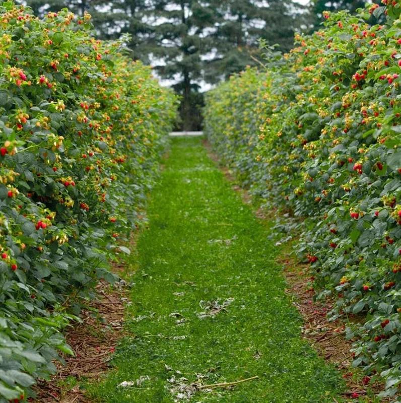 Red Raspberry Live Plant (Rubus idaeus) – 5-Inch Pot – High-Yielding Sweet Berries for Gardens & Containers Red Raspberry Live Plant (Rubus idaeus) – 5-Inch Pot – High-Yielding Sweet Berries for Gardens & Containers - Image 9