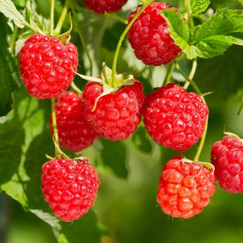 Red Raspberry Live Plant (Rubus idaeus) – 5-Inch Pot – High-Yielding Berry Red Raspberry Live Plant (Rubus idaeus) – 5-Inch Pot – High-Yielding Berry - Image 1
