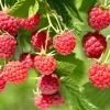 Red Raspberry Live Plant - Set of 2 - 5 inch Tall - Rubus idaeus - Sweet Berry Bush Red Raspberry Live Plant - Set of 2 - 5 inch Tall - Rubus idaeus - Sweet Berry Bush - Image 1