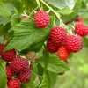 Red Raspberry Live Plant - Sweet Berry Bush - 5 inch Tall - Rubus idaeus - Outdoor Fruiting Plant Red Raspberry Live Plant - Sweet Berry Bush - 5 inch Tall - Rubus idaeus - Outdoor Fruiting Plant - Image 1