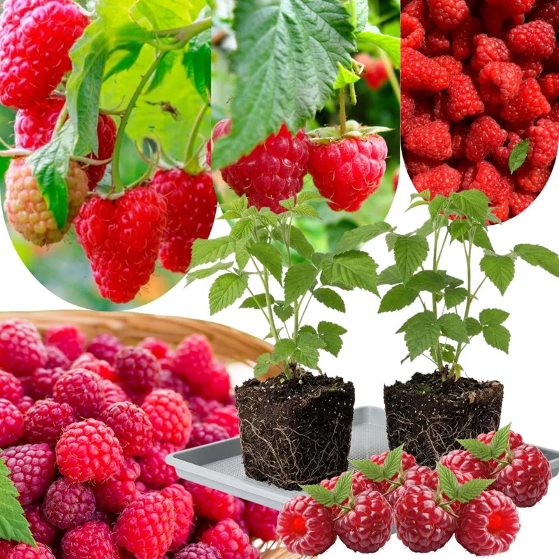 Red Raspberry Plant Live 6-12 Inch Tall, Bare Root Cane, Outdoor Edible Berry Red Raspberry Plant Live 6-12 Inch Tall, Bare Root Cane, Outdoor Edible Berry - Image 2