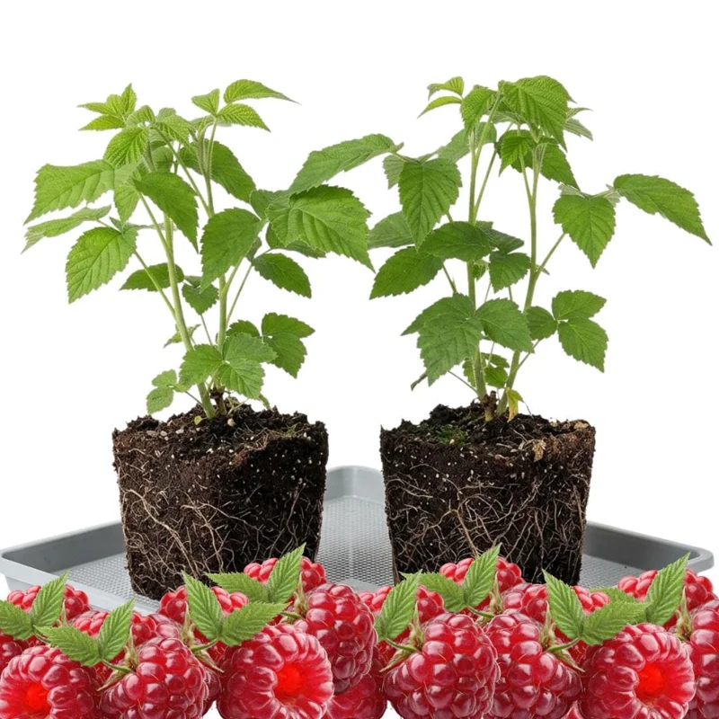 Red Raspberry Plant Live 6-12 Inch Tall, Bare Root Cane, Outdoor Edible Berry Red Raspberry Plant Live 6-12 Inch Tall, Bare Root Cane, Outdoor Edible Berry - Image 3