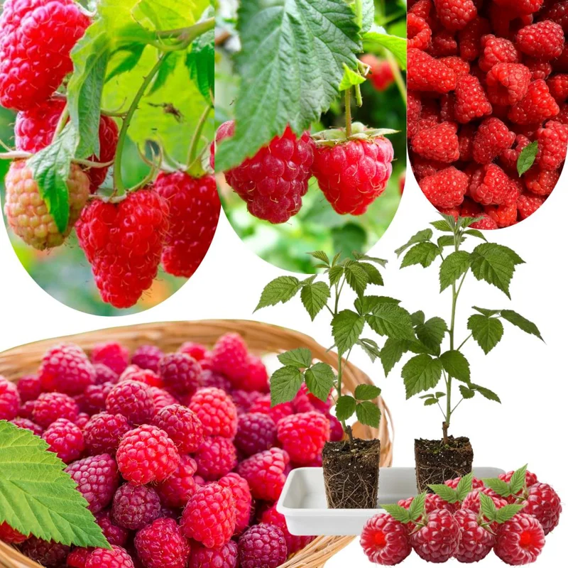 Red Raspberry Plant Live 6-12 Inch Tall, Bare Root Cane, Outdoor Edible Berry Red Raspberry Plant Live 6-12 Inch Tall, Bare Root Cane, Outdoor Edible Berry - Image 4