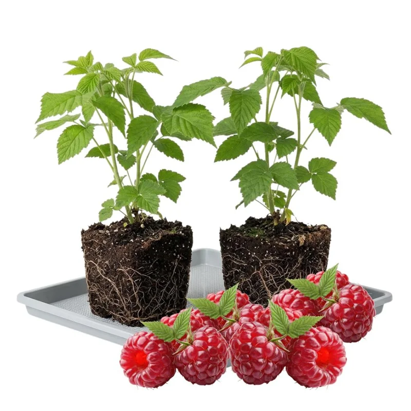 Red Raspberry Plant Live 6-12 Inch Tall, Bare Root Cane, Outdoor Edible Berry Red Raspberry Plant Live 6-12 Inch Tall, Bare Root Cane, Outdoor Edible Berry - Image 5