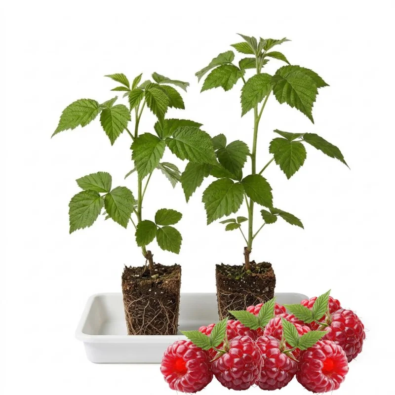 Red Raspberry Plant Live 6-12 Inch Tall, Bare Root Cane, Outdoor Edible Berry Red Raspberry Plant Live 6-12 Inch Tall, Bare Root Cane, Outdoor Edible Berry - Image 6