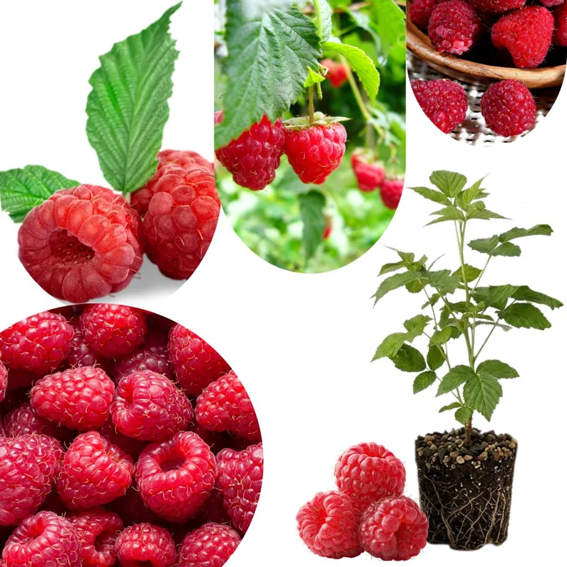 Red Raspberry Plant Live 6-12 Inch Tall, Bare Root Cane, Outdoor Edible Berry Red Raspberry Plant Live 6-12 Inch Tall, Bare Root Cane, Outdoor Edible Berry - Image 1
