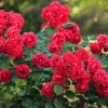 Red Rose Bush Live Plant - Fragrant, Vibrant Blooms, 4-6 Inch Tall Red Rose Bush Live Plant - Fragrant, Vibrant Blooms, 4-6 Inch Tall - Image 1