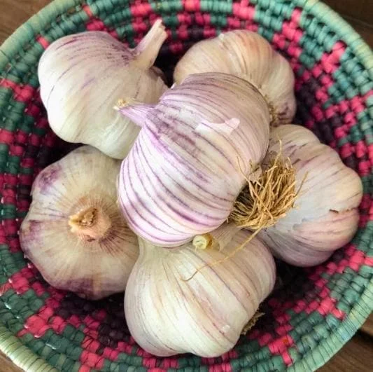 Red Russian Hardneck Garlic Bulbs – 8 Count – For Planting & Gardening Red Russian Hardneck Garlic Bulbs – 8 Count – For Planting & Gardening - Image 7