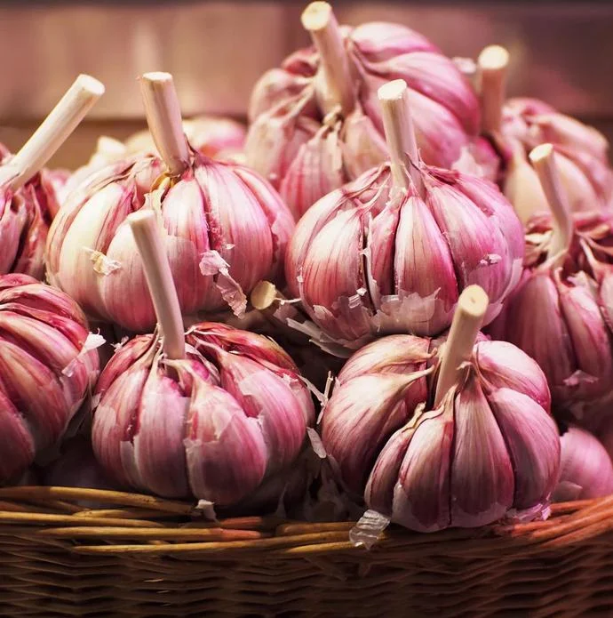 Red Russian Hardneck Garlic Bulbs – 8 Count – For Planting & Gardening Red Russian Hardneck Garlic Bulbs – 8 Count – For Planting & Gardening - Image 8