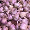 Red Russian Hardneck Garlic Bulbs – 8 Count – For Planting & Gardening - Image 1