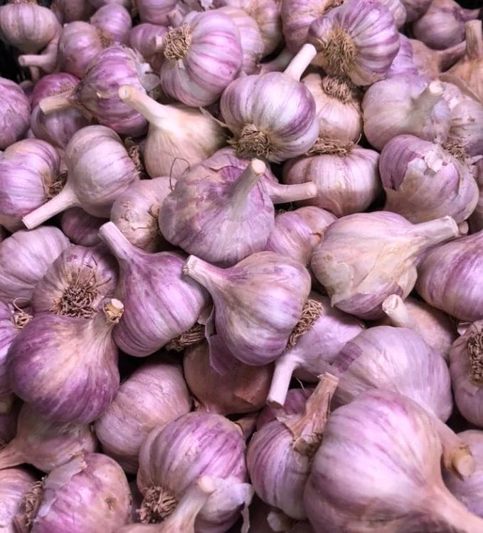 Red Russian Hardneck Garlic Bulbs – 8 Count – For Planting & Gardening Red Russian Hardneck Garlic Bulbs – 8 Count – For Planting & Gardening - Image 1