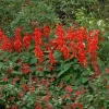Red Salvia Live Plant – Perennial Flower with Red Blooms – 4 Inch Pot Red Salvia Live Plant – Perennial Flower with Red Blooms – 4 Inch Pot - Image 1