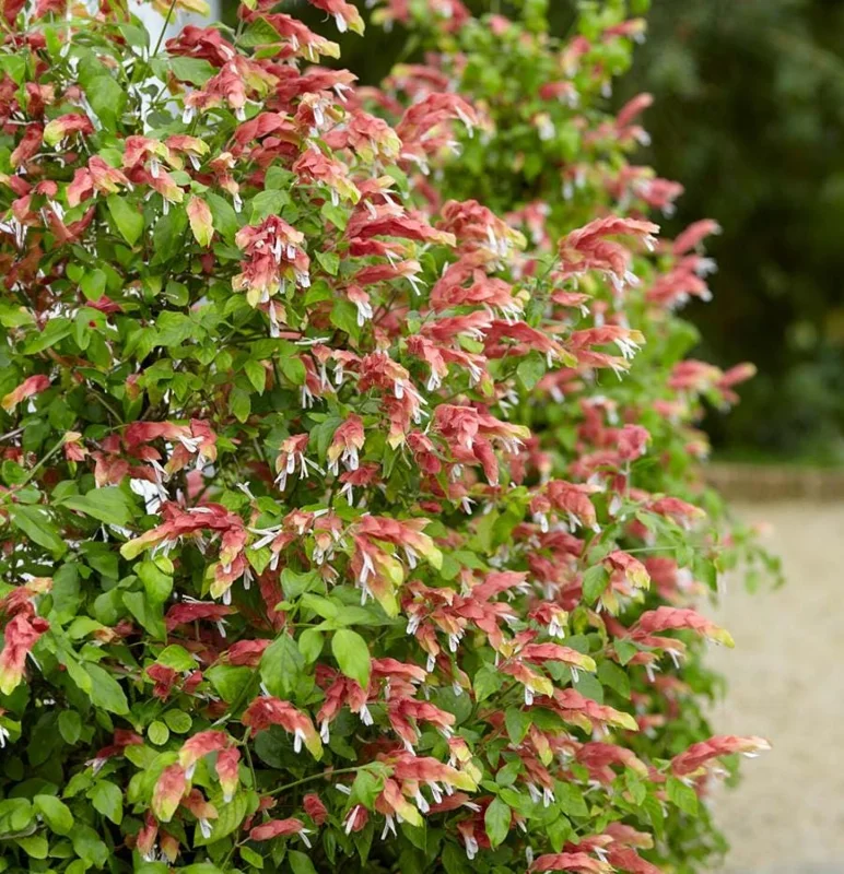 Red Shrimp Plant Live Flower – Perennial Starter Plant 4-6 Inch Tall Red Shrimp Plant Live Flower – Perennial Starter Plant 4-6 Inch Tall - Image 2