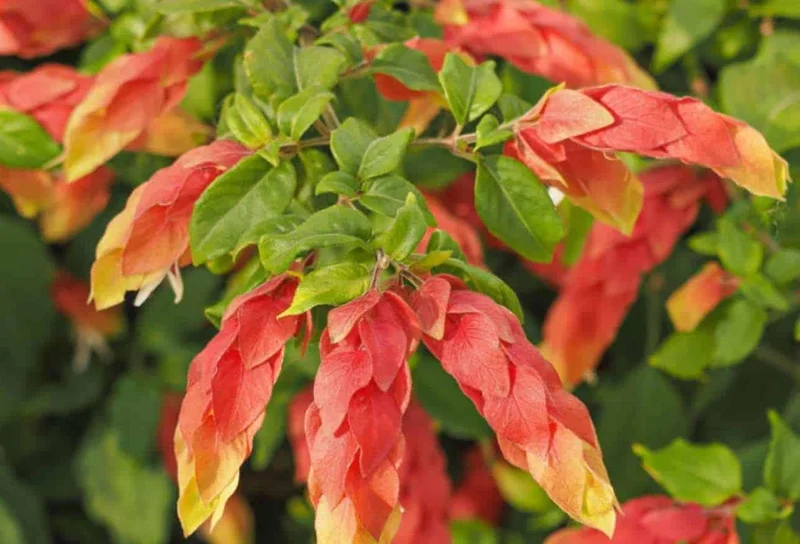 Red Shrimp Plant Live Flower – Perennial Starter Plant 4-6 Inch Tall Red Shrimp Plant Live Flower – Perennial Starter Plant 4-6 Inch Tall - Image 3