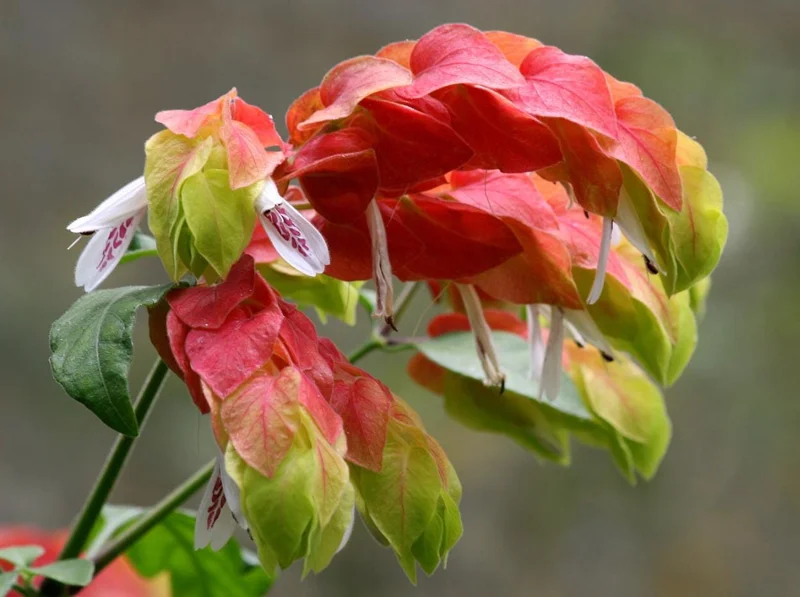 Red Shrimp Plant Live Flower – Perennial Starter Plant 4-6 Inch Tall Red Shrimp Plant Live Flower – Perennial Starter Plant 4-6 Inch Tall - Image 4
