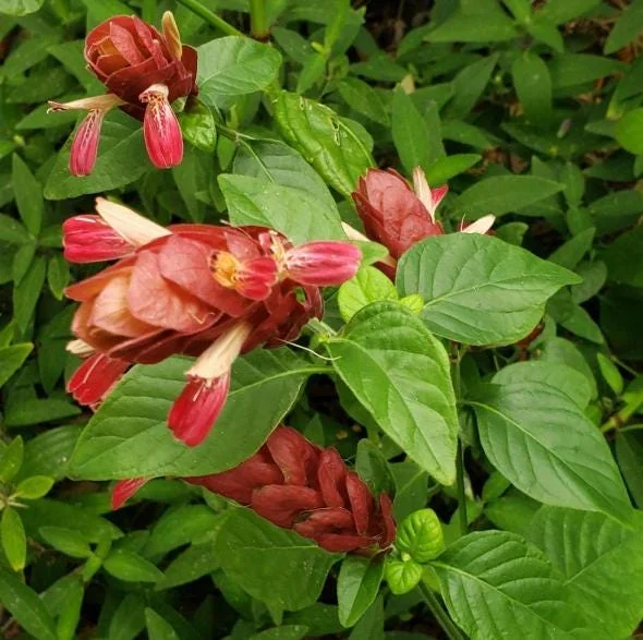 Red Shrimp Plant Live Flower – Perennial Starter Plant 4-6 Inch Tall Red Shrimp Plant Live Flower – Perennial Starter Plant 4-6 Inch Tall - Image 5