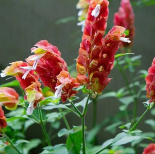 Red Shrimp Plant Live Flower – Perennial Starter Plant 4-6 Inch Tall Red Shrimp Plant Live Flower – Perennial Starter Plant 4-6 Inch Tall - Image 6