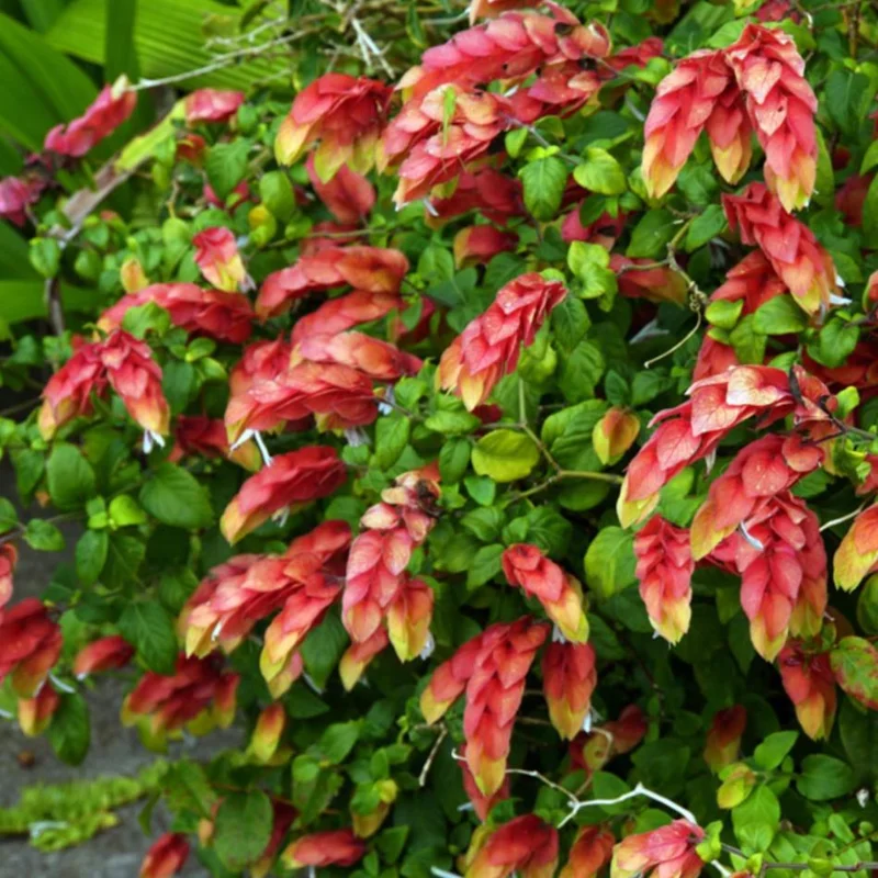 Red Shrimp Plant Live Starter – 4 Inch Pot – 3-6 Inch Tall – Well Rooted Plant Red Shrimp Plant Live Starter – 4 Inch Pot – 3-6 Inch Tall – Well Rooted Plant - Image 1