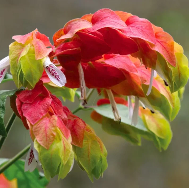 Red Shrimp Plant Live Starter – 4 Inch Pot – 3-6 Inch Tall – Well Rooted Plant Red Shrimp Plant Live Starter – 4 Inch Pot – 3-6 Inch Tall – Well Rooted Plant - Image 2