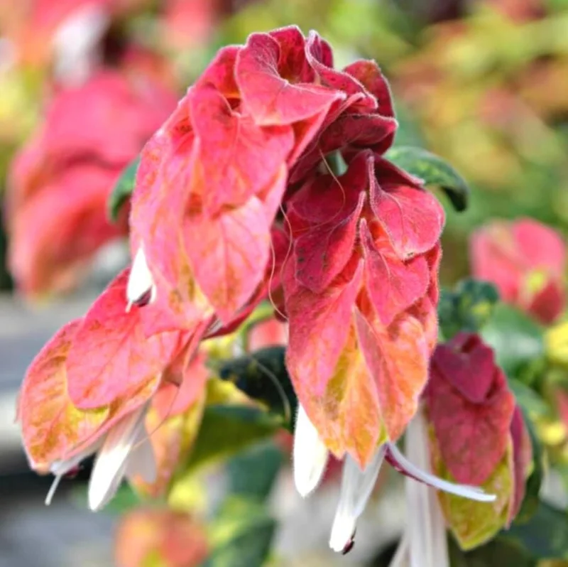 Red Shrimp Plant Live Starter – 4 Inch Pot – 3-6 Inch Tall – Well Rooted Plant Red Shrimp Plant Live Starter – 4 Inch Pot – 3-6 Inch Tall – Well Rooted Plant - Image 3
