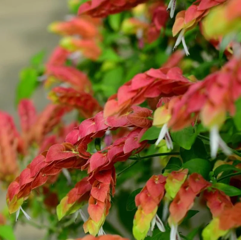 Red Shrimp Plant Live Starter – 4 Inch Pot – 3-6 Inch Tall – Well Rooted Plant Red Shrimp Plant Live Starter – 4 Inch Pot – 3-6 Inch Tall – Well Rooted Plant - Image 5