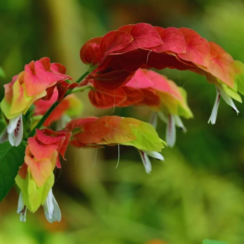 Red Shrimp Plant Live Starter – 4 Inch Pot – 3-6 Inch Tall – Well Rooted Plant Red Shrimp Plant Live Starter – 4 Inch Pot – 3-6 Inch Tall – Well Rooted Plant - Image 6