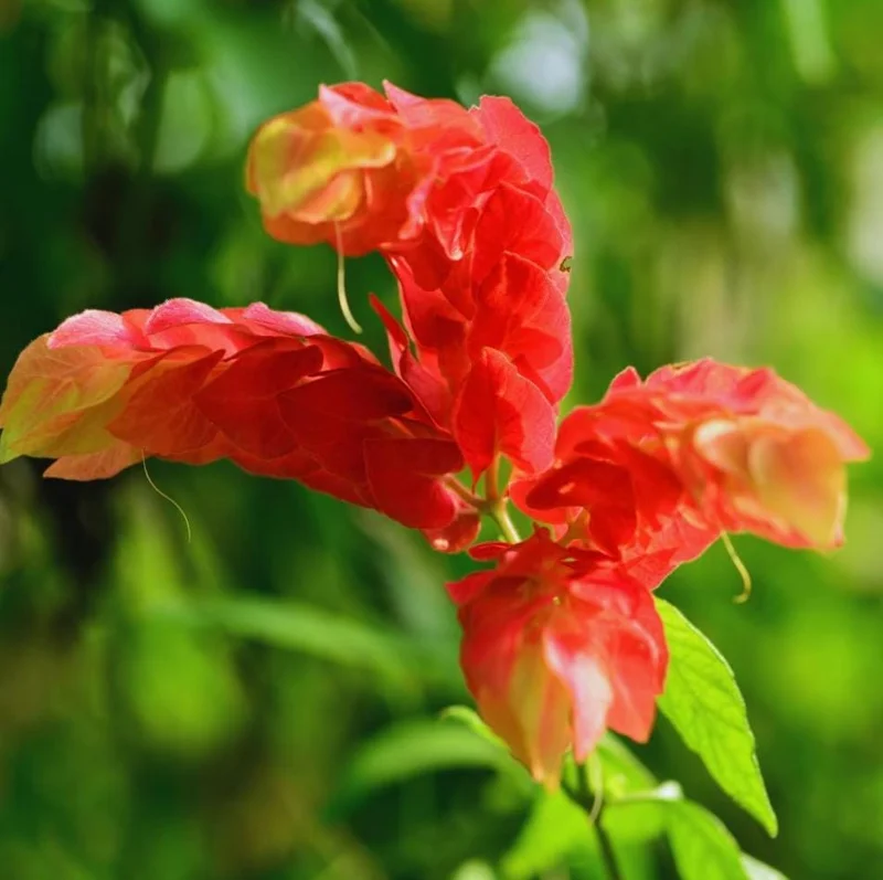Red Shrimp Plant Live Starter – 4 Inch Pot – 3-6 Inch Tall – Well Rooted Plant Red Shrimp Plant Live Starter – 4 Inch Pot – 3-6 Inch Tall – Well Rooted Plant - Image 7