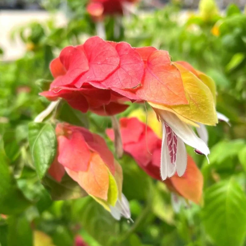 Red Shrimp Plant Live Starter – 4 Inch Pot – 3-6 Inch Tall – Well Rooted Plant Red Shrimp Plant Live Starter – 4 Inch Pot – 3-6 Inch Tall – Well Rooted Plant - Image 8