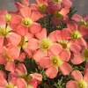 Red Sun Oxalis Live Plant – Flowering Oxalis – 4 Inch Pot - Image 1
