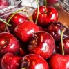 Red Sweet Bush Cherry Live Plant – 6-12 Inches Tall – Outdoor Shrub - Image 1