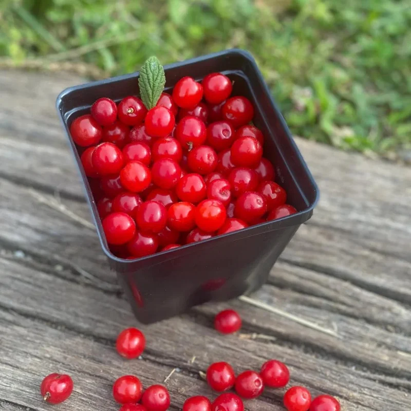 Red Sweet Bush Nanking Cherry Live Plant – 6-12 Inches Tall, Outdoor Shrub Red Sweet Bush Nanking Cherry Live Plant – 6-12 Inches Tall, Outdoor Shrub - Image 10