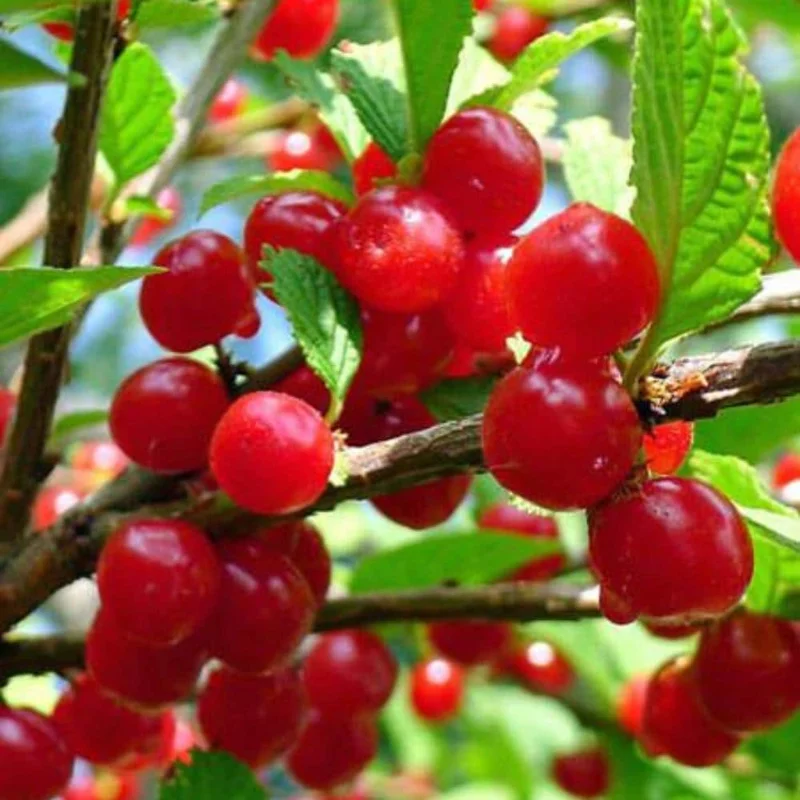 Red Sweet Bush Nanking Cherry Live Plant – 6-12 Inches Tall, Outdoor Shrub Red Sweet Bush Nanking Cherry Live Plant – 6-12 Inches Tall, Outdoor Shrub - Image 2