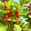 Red Sweet Bush Nanking Cherry Live Plant – 6-12 Inches Tall, Outdoor Shrub - Image 1