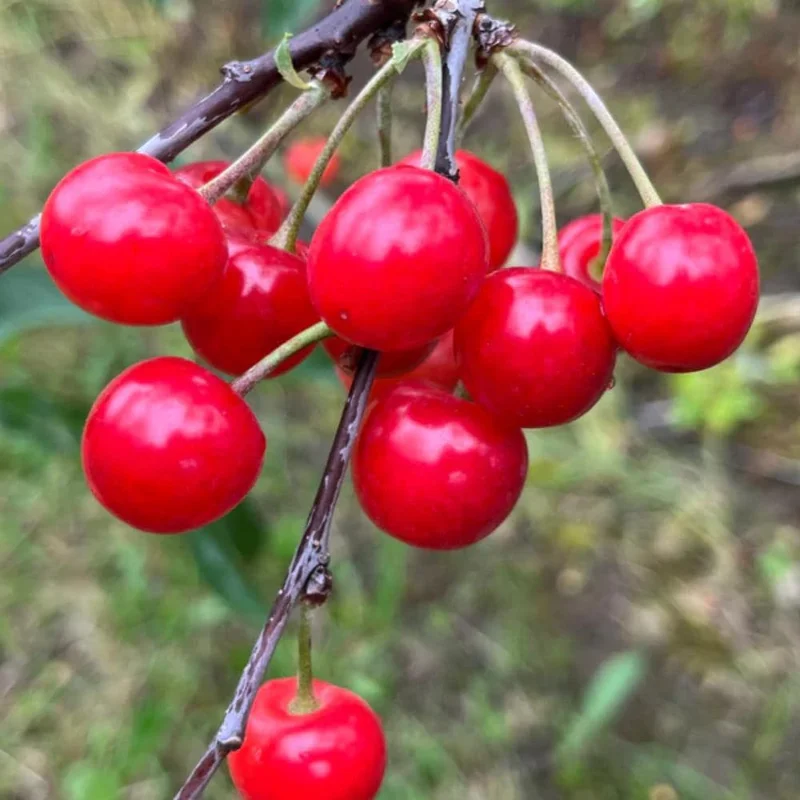Red Sweet Bush Nanking Cherry Live Plant – 6-12 Inches Tall, Outdoor Shrub Red Sweet Bush Nanking Cherry Live Plant – 6-12 Inches Tall, Outdoor Shrub - Image 3