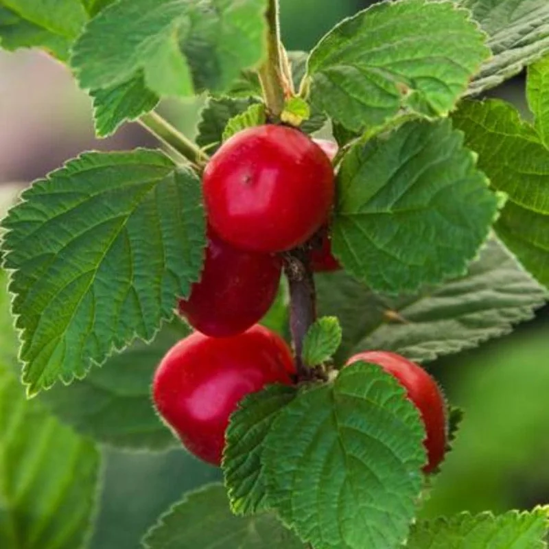 Red Sweet Bush Nanking Cherry Live Plant – 6-12 Inches Tall, Outdoor Shrub Red Sweet Bush Nanking Cherry Live Plant – 6-12 Inches Tall, Outdoor Shrub - Image 4